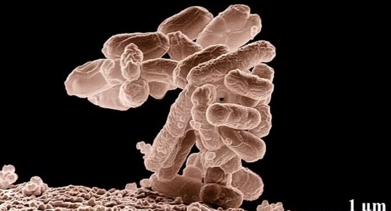 Cientistas criam primeiro vírus criado por IA