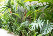 Remova essas plantas do seu jardim: elas podem atrair ciclone