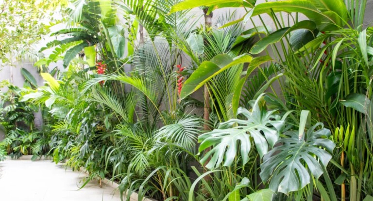 Remova essas plantas do seu jardim: elas podem atrair ciclone