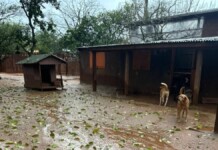 Canoas: Ex-secretária acusada de sacrificar animais em massa se manifesta