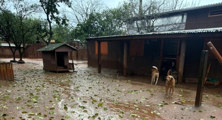 Canoas: Ex-secretária acusada de sacrificar animais em massa se manifesta