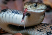 O que significa sonhar com cobra? Descubra agora