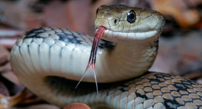 O que significa sonhar com cobra? Descubra agora