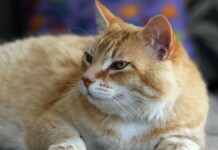Terapia do ronronar: estudo revela como gatos podem ajudar na cura de doenças