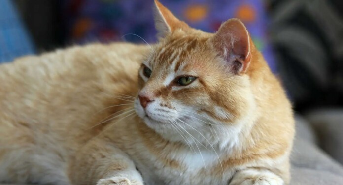 Terapia do ronronar: estudo revela como gatos podem ajudar na cura de doenças