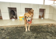 o TeleCio em Canoas