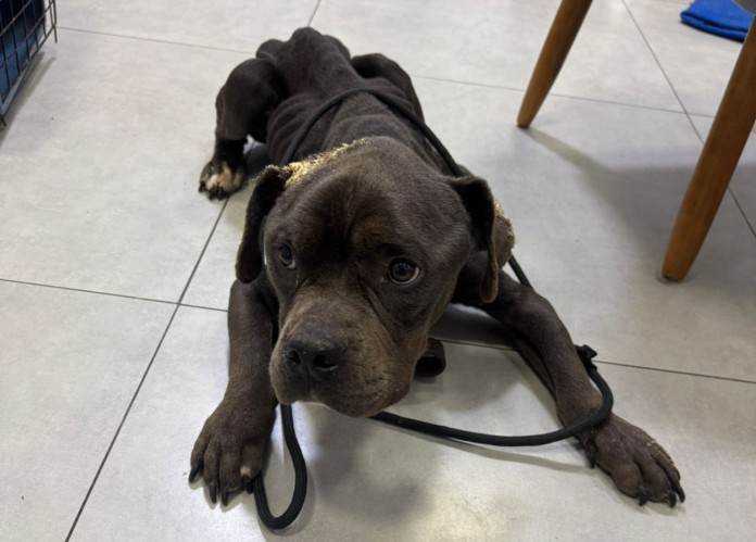 A cena era de extremo abandono”: homem é preso por maus-tratos a animais em Canoas após denúncia A cena era de extremo abandono”: homem é preso por maus-tratos a animais em Canoas após denúncia