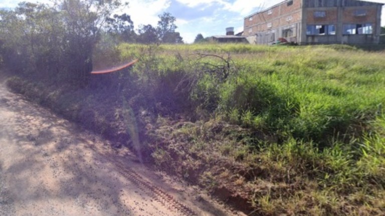 estrada onde foi encontrado os animais mortos em Nova Santa Rita