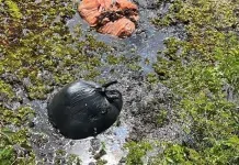 na foto, local em que animais encontrados mortos em Nova Santa Rita