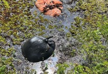 na foto, local em animais encontrados mortos em Nova Santa Rita