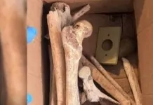 Os crânios e ossos humanos encontrados em apartamento