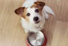 Qual é o melhor horário para alimentar seu cão? Veterinários revelam resposta