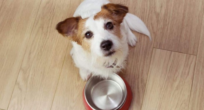 Qual é o melhor horário para alimentar seu cão? Veterinários revelam resposta Qual é o melhor horário para alimentar seu cão? Veterinários revelam resposta