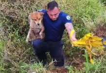 na foto, agente resgata cachorro Canoas