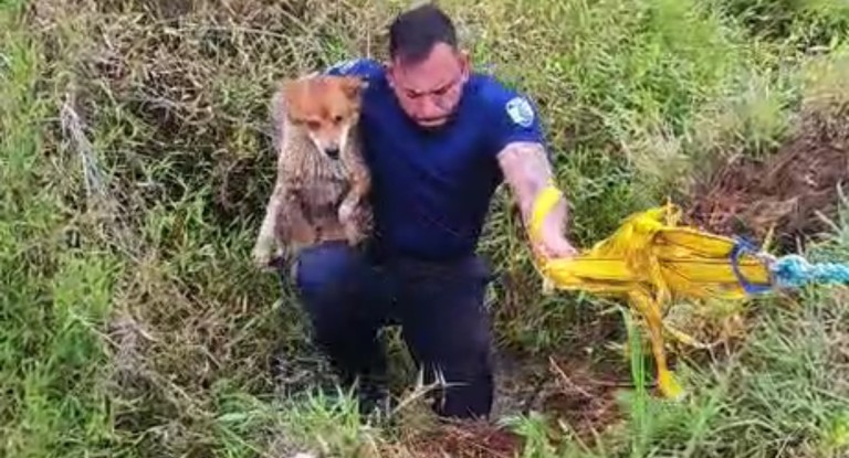 na foto, agente resgata cachorro Canoas