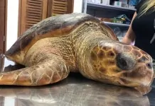 na foto, tartaruga cabeçuda resgatada em praia do RS