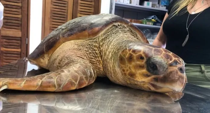 na foto, tartaruga cabeçuda resgatada em praia do RS