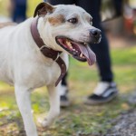 Abrigo Municipal Palmira Gobbi, em Canoas, encerra atividades após acolher mais de 2.500 animais Abrigo Municipal Palmira Gobbi, em Canoas, encerra atividades após acolher mais de 2.500 animais