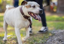 Abrigo Municipal Palmira Gobbi, em Canoas, encerra atividades após acolher mais de 2.500 animais Abrigo Municipal Palmira Gobbi, em Canoas, encerra atividades após acolher mais de 2.500 animais