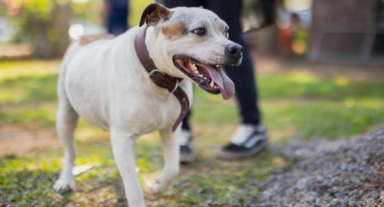 Abrigo Municipal Palmira Gobbi, em Canoas, encerra atividades após acolher mais de 2.500 animais