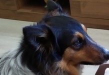 A cadela que foi morta no RS