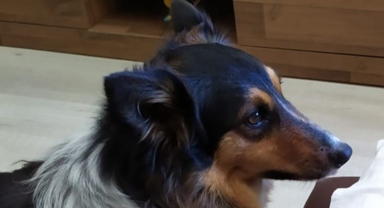 A cadela que foi morta no RS