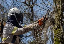 Canoas intensifica poda e supressão de árvores para prevenir danos em temporais