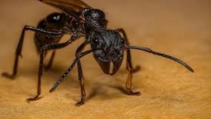 A formiga venenosa no Brasil