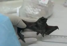 novo coronavírus em morcegos