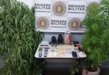 A plantação da maconha em Canoas