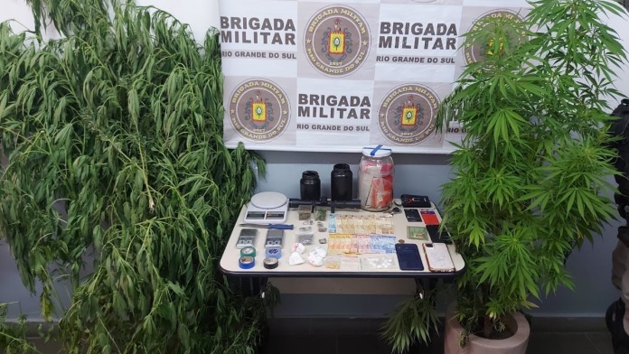 A plantação da maconha em Canoas