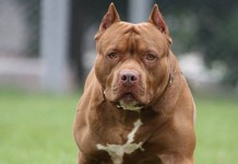 Projeto propõe restrições à criação e circulação de cães da raça pitbull no RS