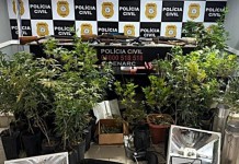 Idoso de 83 anos é preso com 45 pés de maconha em Porto Alegre ocorrência do idoso preso em Porto Alegre