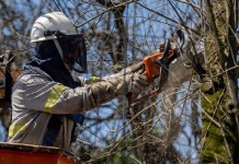 Demorou demais? Nova lei permite cortar ou podar árvore sem autorização Demorou demais? Nova lei permite cortar ou podar árvore sem autorização