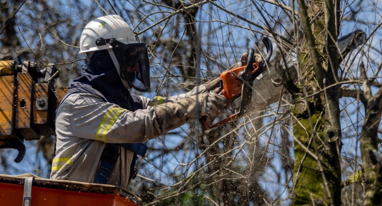Demorou demais? Nova lei permite cortar ou podar árvore sem autorização