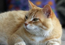 Canoas oferece castração gratuita de gatos machos no bairro Mathias Velho Canoas oferece castração gratuita de gatos machos no bairro Mathias Velho