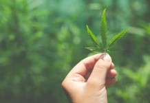 Anvisa aprova e amplia regras para cultivo de maconha no Brasil; entenda Justa causa por guardar maconha no trabalho é mantida pela Justiça, tribunal confirma quebra de confiança no contrato.