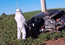 enxame de abelhas acidente de trânsito