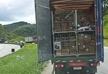 VÍDEO: carreta da Havan tem carga furtada durante congestionamento em rodovia Carreta da Havan tem carga furtada durante congestionamento em rodovia