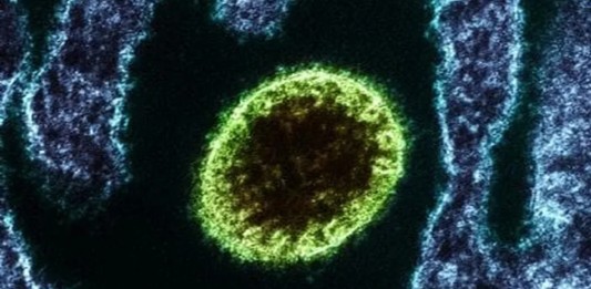 O vírus Oropouche voltou a preocupar autoridades de saúde no Brasil. Entenda como ocorre a transmissão e veja os sintomas.