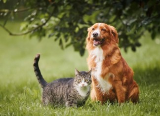 Lei obriga condomínios a denunciar maus-tratos a animais