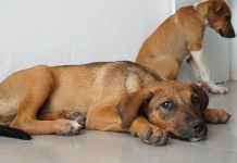 cachorros abandonados nova santa rita