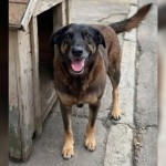 Reviravolta no caso do cão Orelha: moradora teria inventado história sobre vídeo de agressão