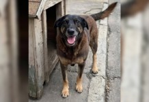 Reviravolta no caso do cão Orelha: moradora teria inventado história sobre vídeo de agressão