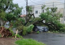 Um carro foi atingido por uma árvore nesta segunda-feira (23) após fortes ventos, causando estragos e mobilizando equipes de atendimento.