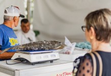 Canoas terá Feira do Peixe em cinco bairros; Veja endereços canoas feira do peixe