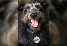 Nestlé vai pagar vale-supermercado para pets com nomes de chocolates; veja como funciona