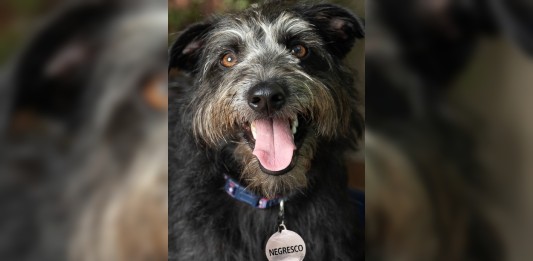 Nestlé vai pagar vale-supermercado para pets com nomes de chocolates; veja como funciona