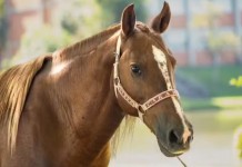 De preso no telhado ao salvamento emocionante: saiba como está o cavalo Caramelo dois anos após a enchente no RS que comoveu o Brasil