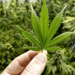 Projeto no sul do RS quer criar sementes de cannabis medicinal Projeto no sul do RS quer criar sementes de cannabis medicinal no RS